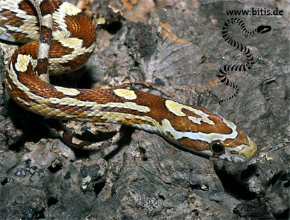 Caramel Kornnatter - Pantherophis guttatus