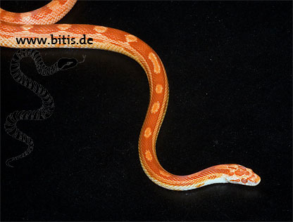 Sunglow Motley Kornnatter - Pantherophis guttatus