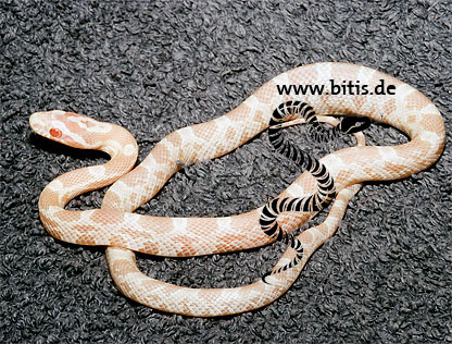 Snow Kornnatter- Pantherophis guttatus