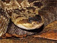 Crotalus molossus molossus