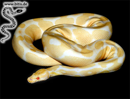 Königspython - Python regius - Albino