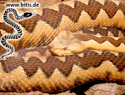 Vipera ammodytes