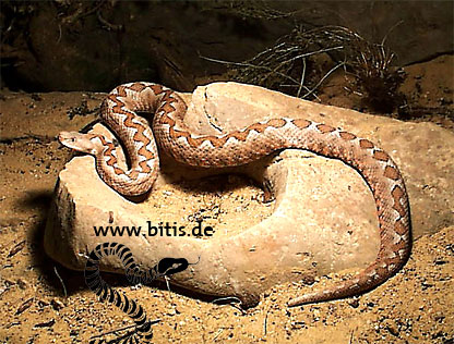 Vipera ammodytes meridionalis